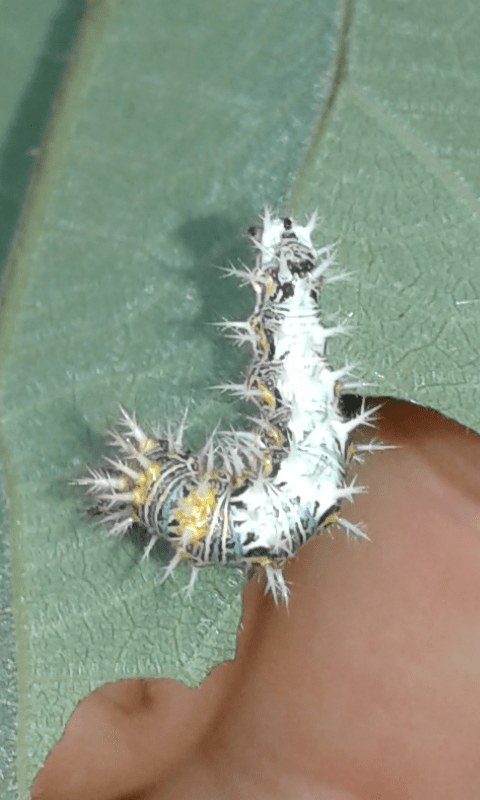 Bruco di Polygonia c-album (Nymphalidae)? S